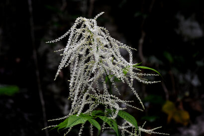Aruncus dioicus-Barbe-de-bouc-Reine-des-bois a (1).jpg