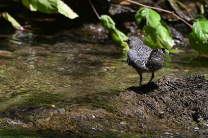 Cincle plongeur- inclus cinclus-White-throated Dipper (21).jpg