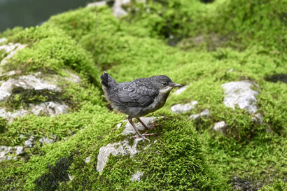 Cincle plongeur- inclus cinclus-White-throated Dipper (33).jpg