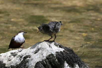 Cincle plongeur- inclus cinclus-White-throated Dipper (8).jpg