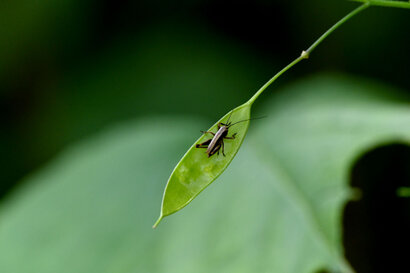 Decticelle cendrée-Pholidoptera griseoaptera.jpg
