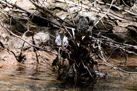 Cincle plongeur- inclus cinclus-White-throated Dipper (11).jpg