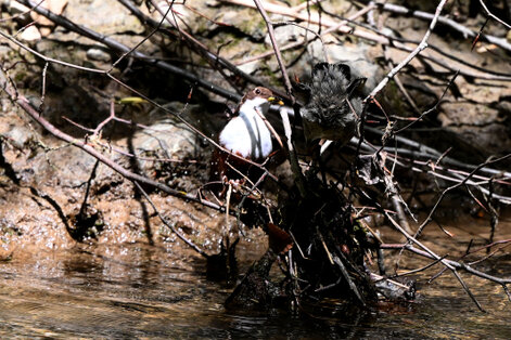 Cincle plongeur- inclus cinclus-White-throated Dipper (12).jpg
