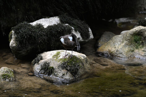 Cincle plongeur- inclus cinclus-White-throated Dipper (37).jpg