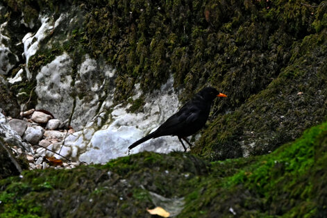Merle noir - Turdus merula - Common Blackbird (18).jpg