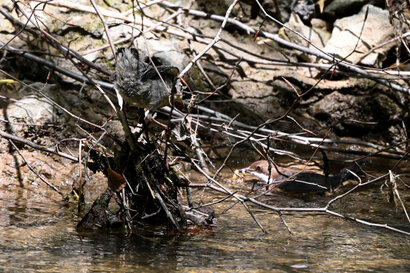 Cincle plongeur- inclus cinclus-White-throated Dipper (10).jpg