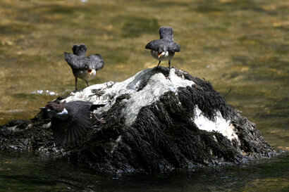 Cincle plongeur- inclus cinclus-White-throated Dipper (19).jpg