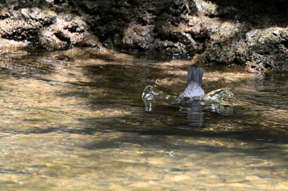 Cincle plongeur- inclus cinclus-White-throated Dipper (22).jpg