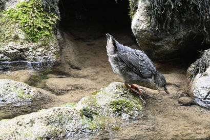 Cincle plongeur- inclus cinclus-White-throated Dipper (41).jpg