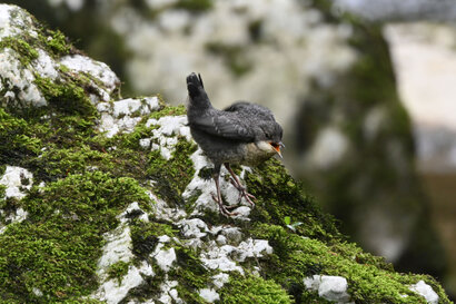 Cincle plongeur- inclus cinclus-White-throated Dipper (45).jpg