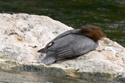Harle bièvre-Grand Harle Mergus merganser-Common Merganser (10).jpg