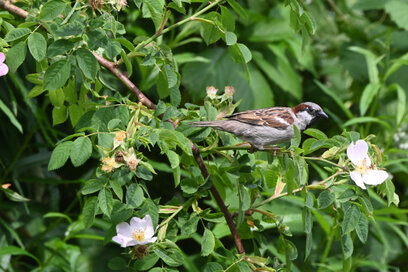 Moineau domestique - Passer domesticus - House Sparrow (3).jpg