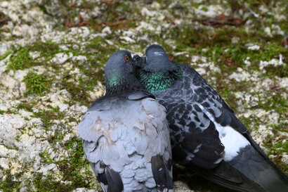 Pigeon biset-Columba livia - Rock Dove (26).jpg
