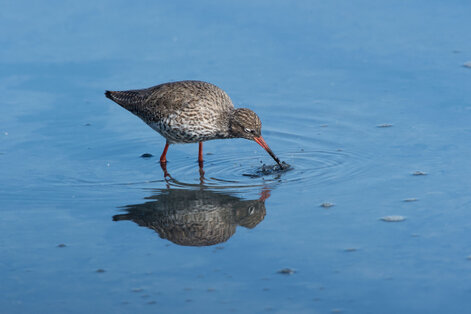 Chevalier gambette - Tringa totanus - Common Redshank (22).jpg
