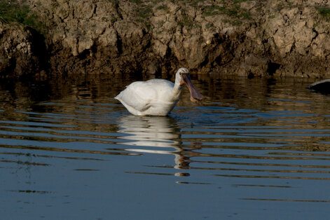 Spatule blanche - Platalea leucorodia - Eurasian Spoonbill (9).jpg