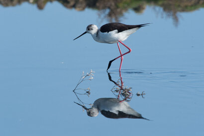 Échasse blanche - Himantopus himantopus - Black-winged Stilt (16).jpg
