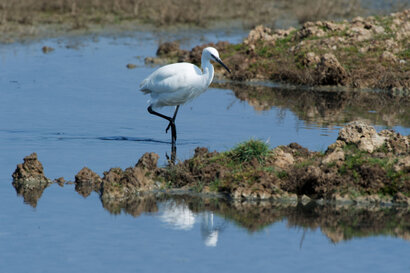 Aigrette garzette - Egretta garzetta - Little Egret (1).jpg