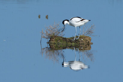 Avocette élégante - Recurvirostra avosetta - Pied Avocet (4).jpg