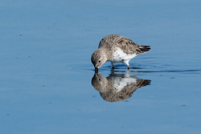 Bécasseau variable - Calidris alpina - Dunlin (4).jpg