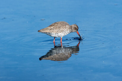 Chevalier gambette - Tringa totanus - Common Redshank (16).jpg