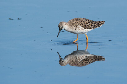 Combattant varié-Calidris pugnax - Ruff (3).jpg