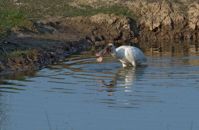 Spatule blanche - Platalea leucorodia - Eurasian Spoonbill (18).jpg