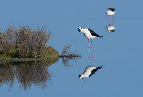 Échasse blanche - Himantopus himantopus - Black-winged Stilt (25).jpg
