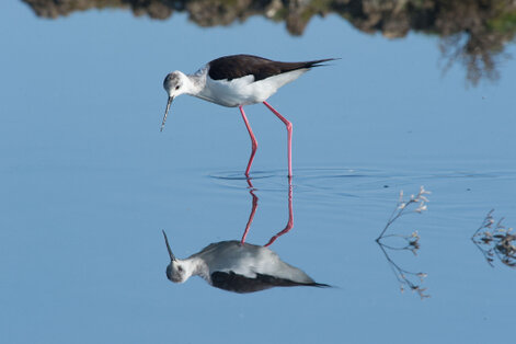 Échasse blanche - Himantopus himantopus - Black-winged Stilt a.jpg