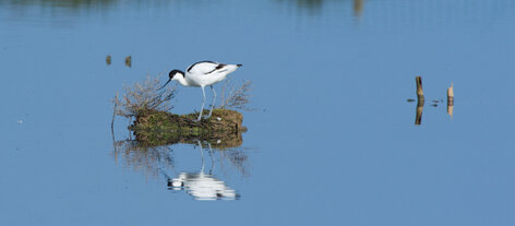 Avocette élégante - Recurvirostra avosetta - Pied Avocet (5).jpg