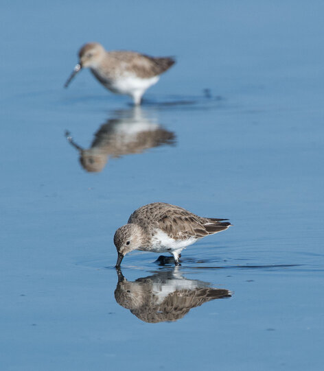 Bécasseau variable - Calidris alpina - Dunlin (3).jpg