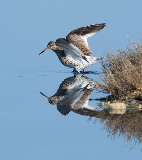 Chevalier gambette - Tringa totanus - Common Redshank (9) copie.jpg