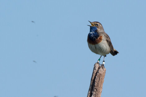 Gorgebleue à miroir - Luscinia svecica - Bluethroat (3).jpg