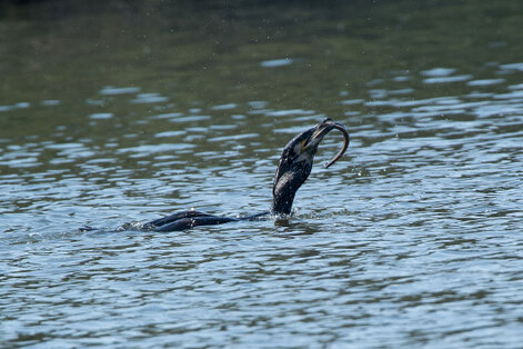 Grand Cormoran - Phalacrocorax carbo - Great Cormorant (11).jpg