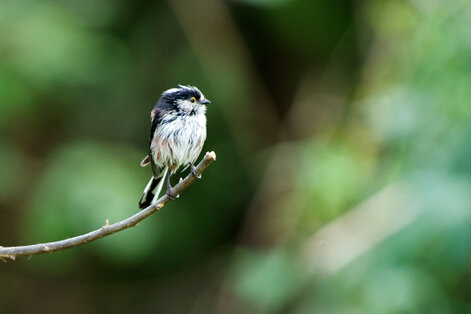 Orite à longue queue- Mésange à longue queue-Aegithalos caudatus - Long-tailed Tit (1).jpg