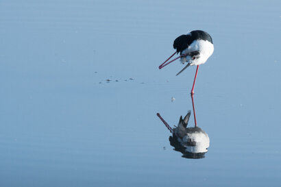 Échasse blanche - Himantopus himantopus - Black-winged Stilt (6).jpg