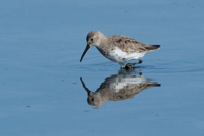 Bécasseau variable - Calidris alpina - Dunlin (2).jpg