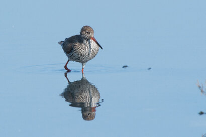 Chevalier gambette - Tringa totanus - Common Redshank (12).jpg
