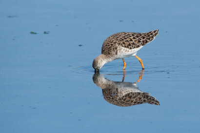 Combattant varié-Calidris pugnax - Ruff (4).jpg