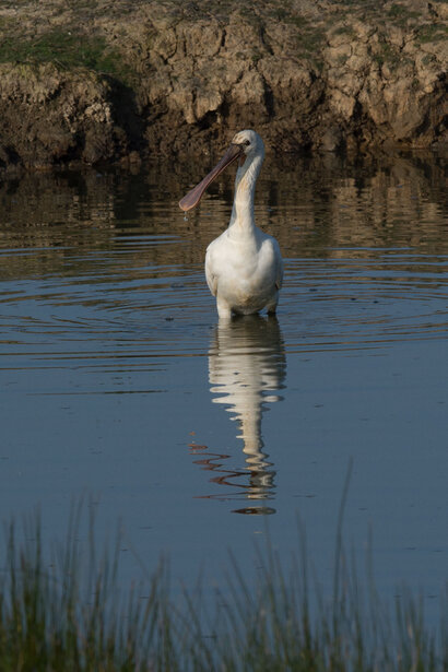 Spatule blanche - Platalea leucorodia - Eurasian Spoonbill (23).jpg