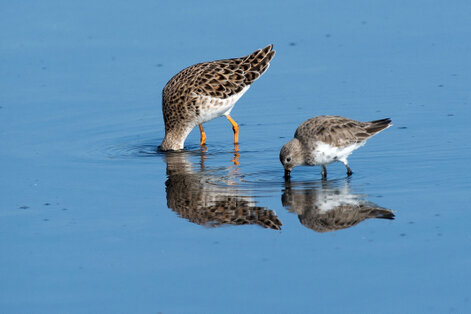 Bécasseau variable - Calidris alpina - Dunlin (5).jpg
