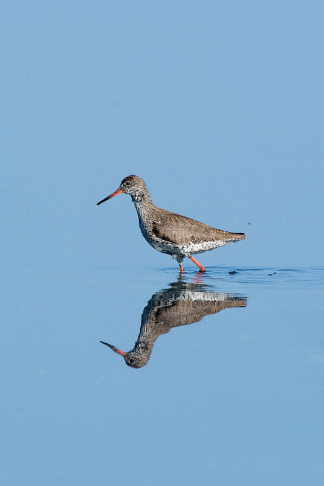 Chevalier gambette - Tringa totanus - Common Redshank (10).jpg