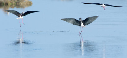 Échasse blanche - Himantopus himantopus - Black-winged Stilt (15).jpg