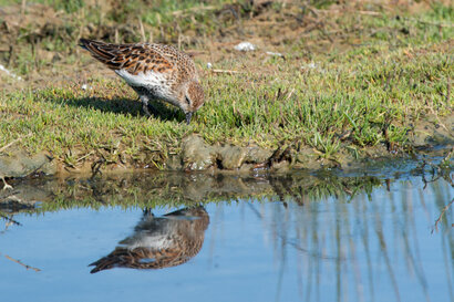 Bécasseau variable - Calidris alpina - Dunlin (8).jpg