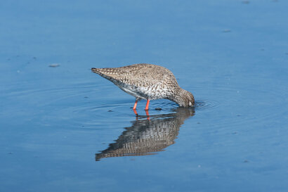 Chevalier gambette - Tringa totanus - Common Redshank (18).jpg