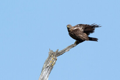 Milan noir - Milvus migrans - Black Kite (6).jpg