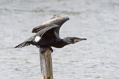 Grand Cormoran - Phalacrocorax carbo - Great Cormorant (14).jpg