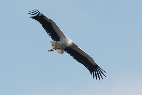 Cigogne blanche - Ciconia ciconia - White Stork (23).jpg