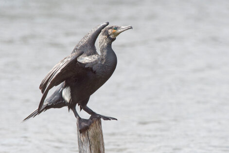 Grand Cormoran - Phalacrocorax carbo - Great Cormorant (9).jpg