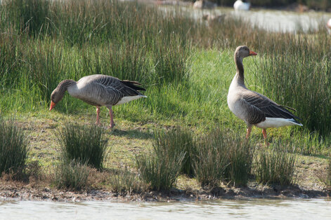 Oie cendrée - Anser anser - Greylag Goose (1).jpg