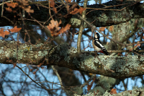 Pic épeiche-Dendrocopos major - Great Spotted Woodpecker (22).jpg